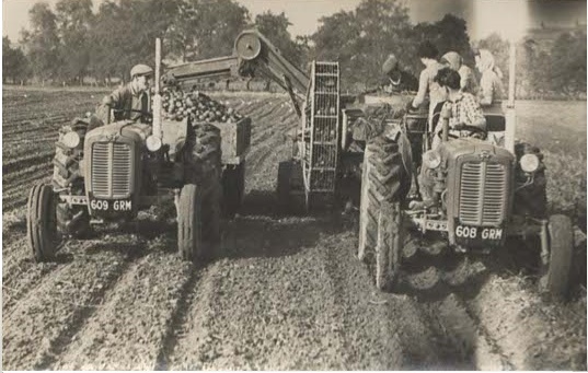 Potato harvesting